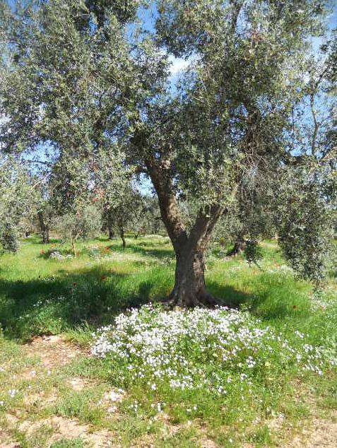 Terreno a Piedimonte san germano in Via Vittorio Emanuele II - Foto 3