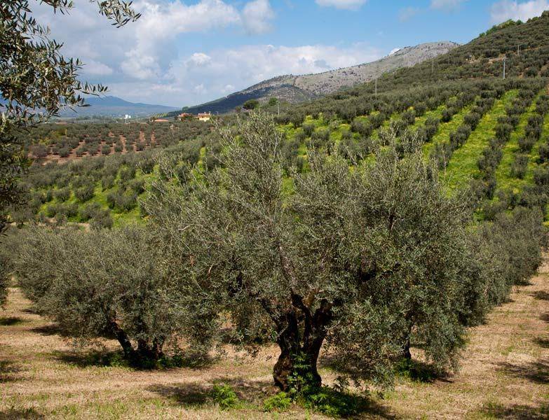 Terreno a Piedimonte san germano in Via Vittorio Emanuele II - Foto 5