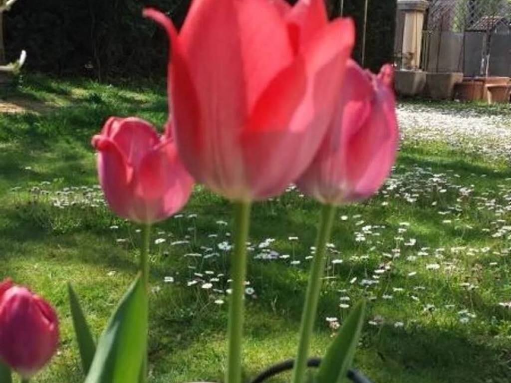 Villa a Reggio emilia in Via Totò S.N.C. - Foto 5