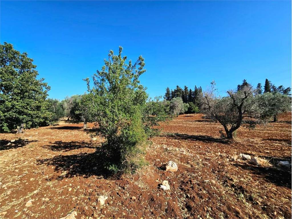 Terreno a Carovigno - Foto 4