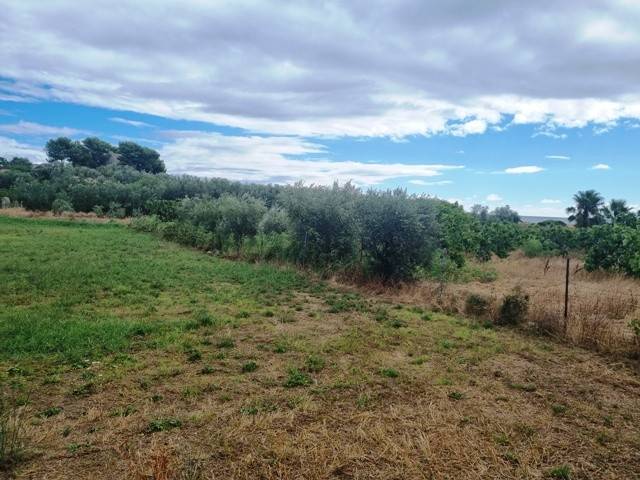 Terreno a Bisceglie - Foto 3