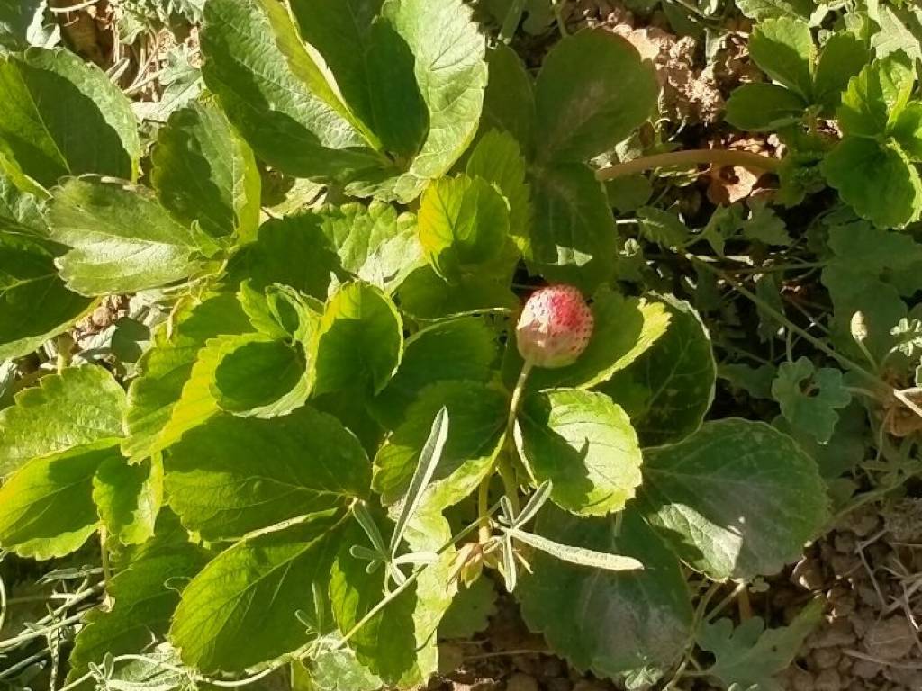 Terreno a Quartucciu in Via delle Azalee - Foto 5