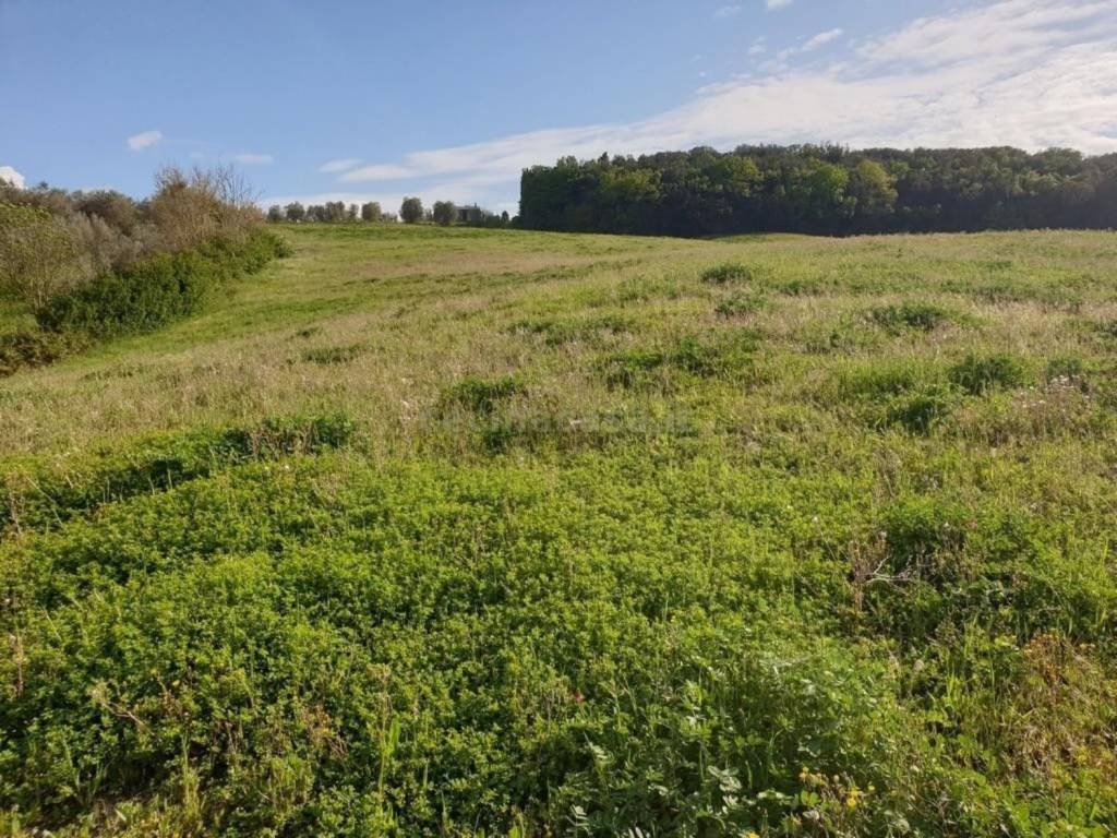 Terreno a Bibbona - Foto 3