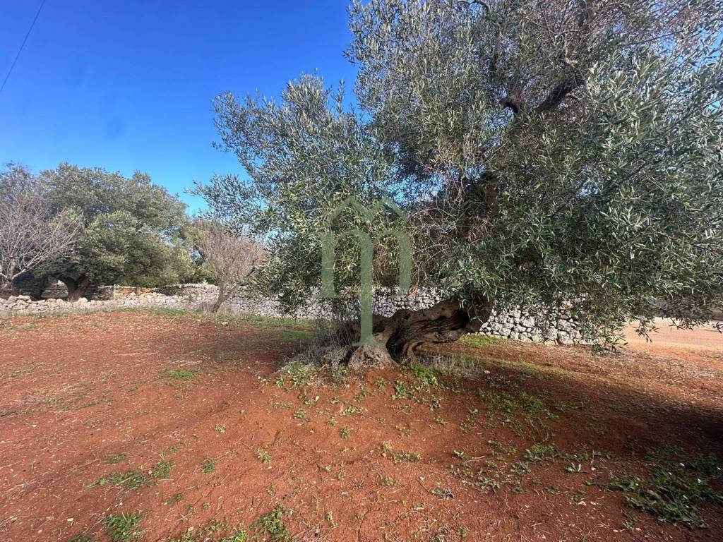 Terreno a Carovigno in Contrada Arrighi - Foto 2
