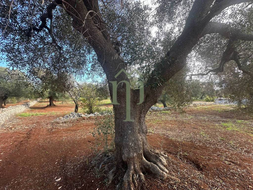Terreno a Carovigno in Contrada Arrighi - Foto 4