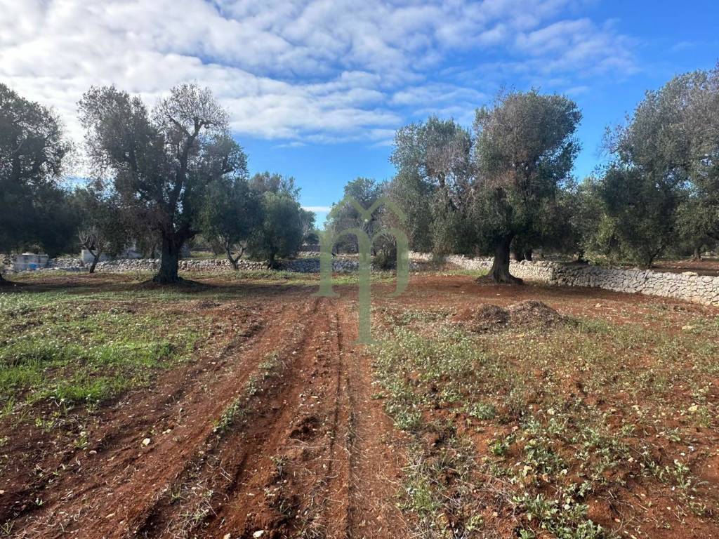 Terreno a Carovigno in Contrada Arrighi - Foto 5