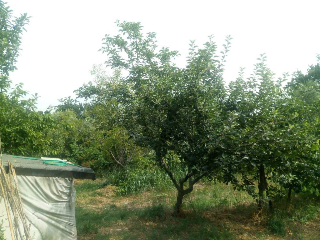 Rustico / casale a Collesalvetti in Via Giuseppe Garibaldi - Foto 5
