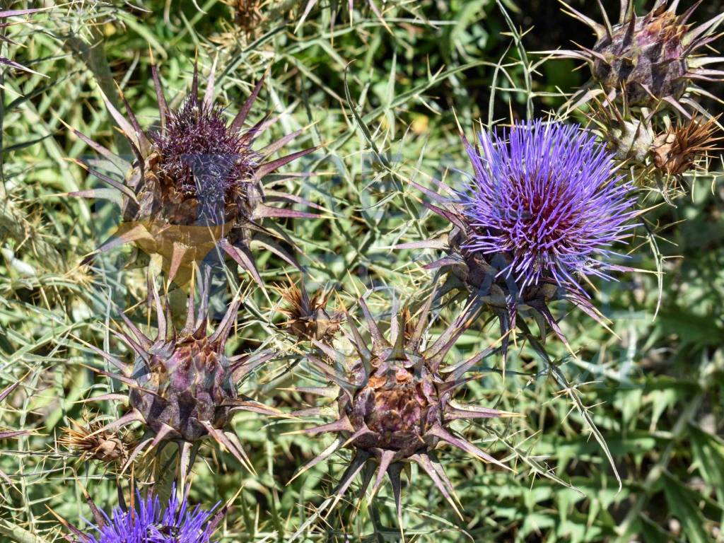Terreno a Noto in Via Tommaso Fazello, 228 - Foto 5