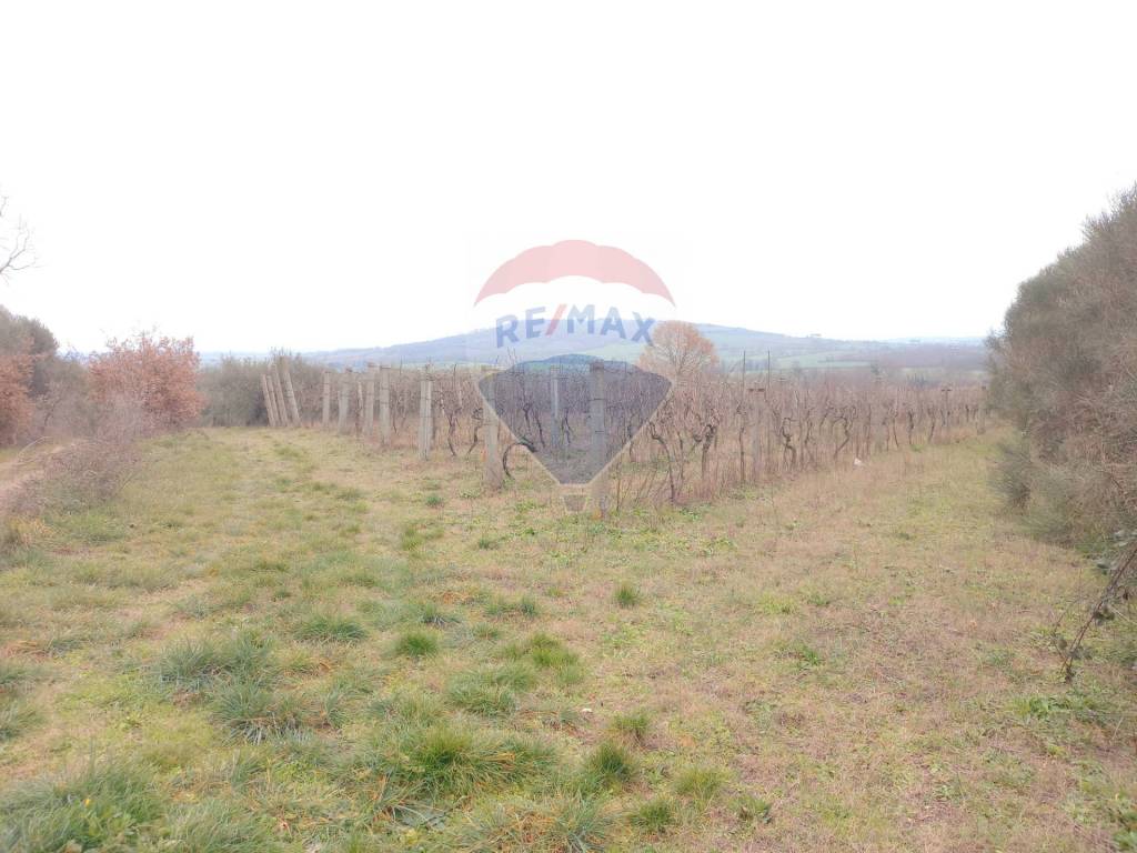 Terreno a Montefiascone in Località momma - Foto 3