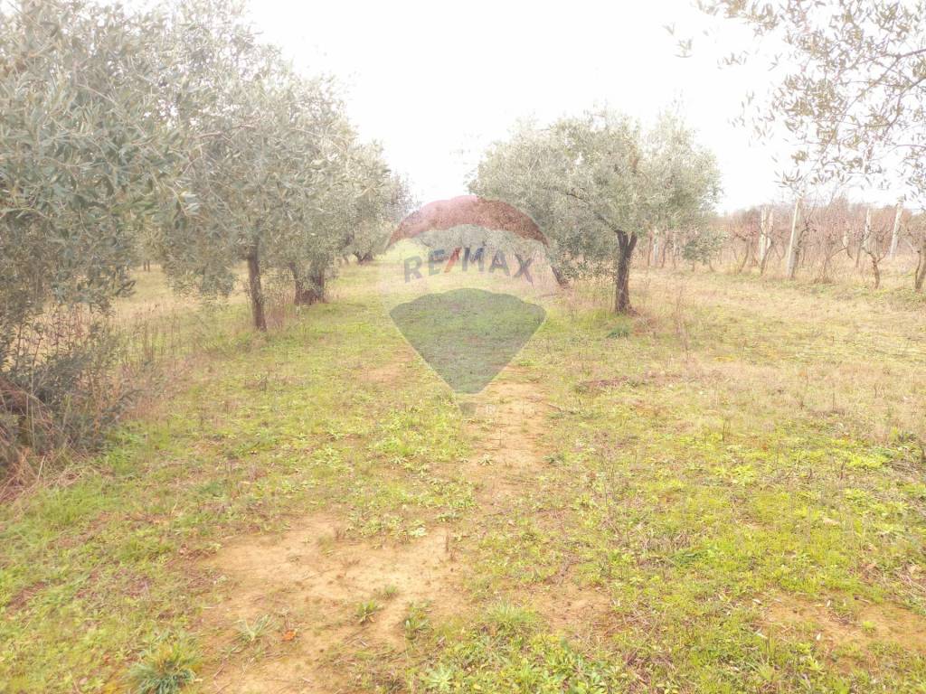Terreno a Montefiascone in Località momma - Foto 4