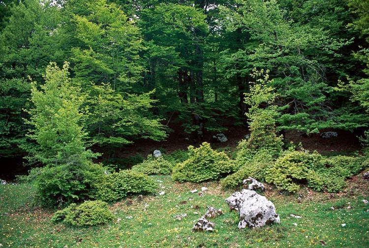 Terreno a Spoleto in San Gregorio - Foto 2