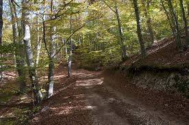 Terreno a Spoleto in San Gregorio - Foto 5