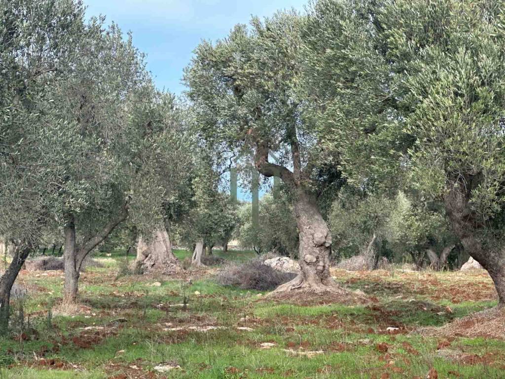 Terreno a Carovigno in Contrada Acciano - Foto 2
