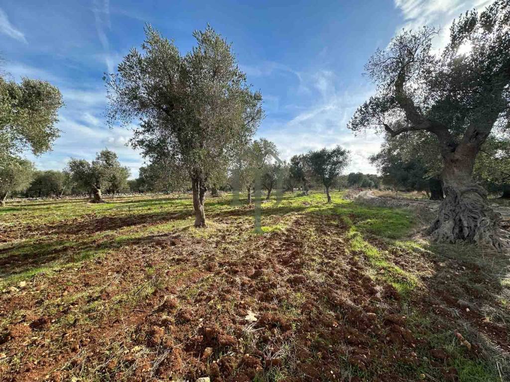 Terreno a Carovigno in Contrada Acciano - Foto 5
