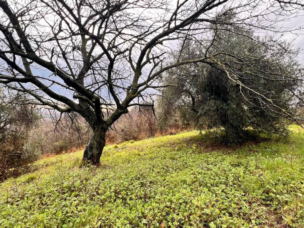 Terreno a Spoltore in Strada Sferrella - Foto 3