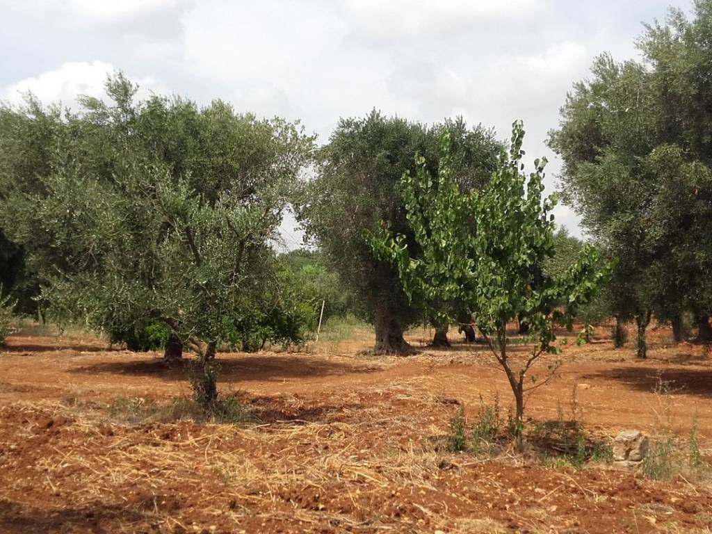 Terreno a San michele salentino - Foto 2