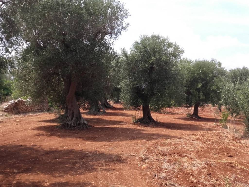 Terreno a San michele salentino - Foto 3