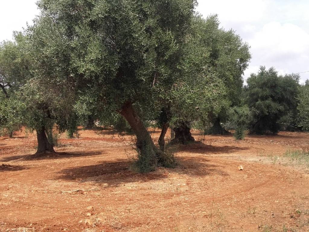 Terreno a San michele salentino - Foto 4