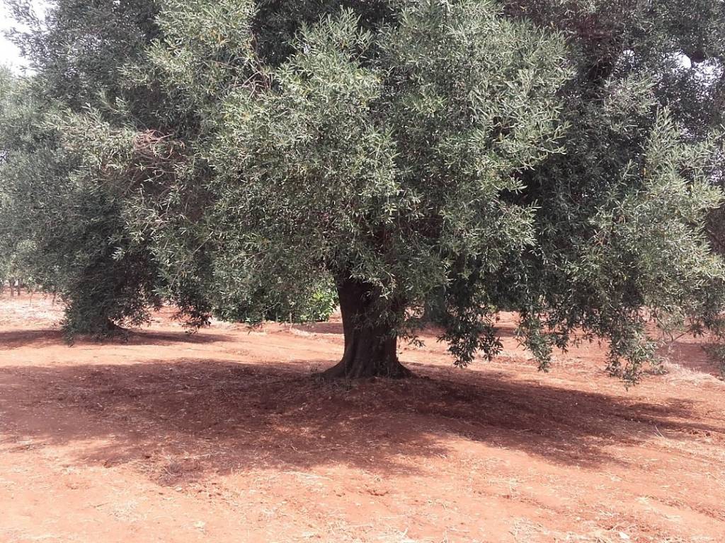 Terreno a San michele salentino - Foto 5