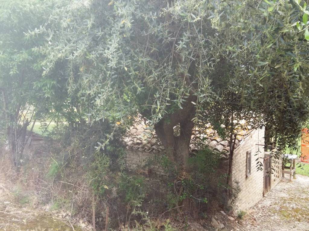 Rustico / casale a Montegranaro in Strada Cura Mostrapiedi - Foto 3