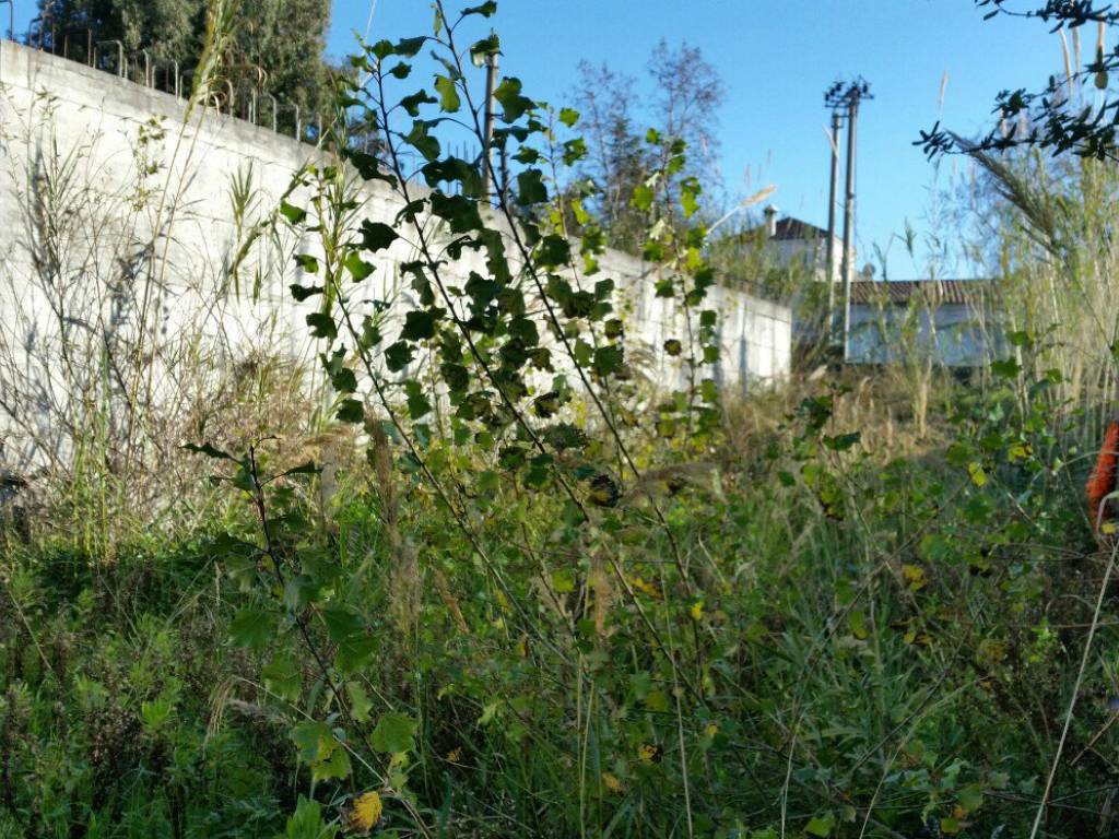 Terreno a Sangineto in Strada Statale Tirrena Inferiore - Foto 5