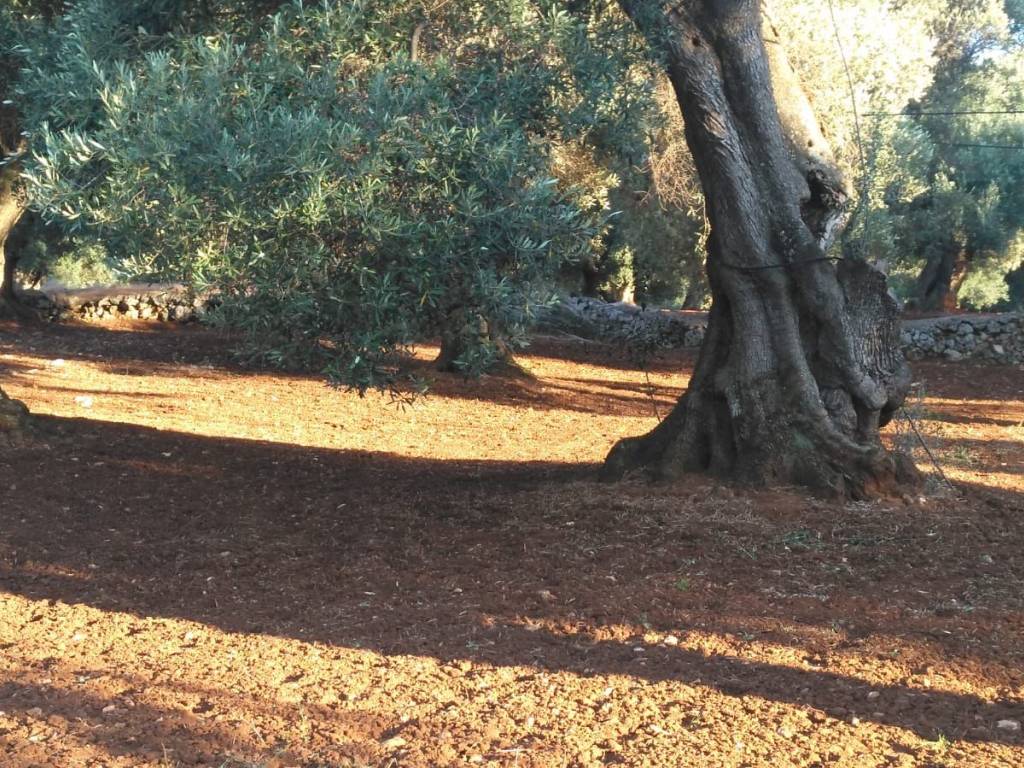 Terreno a Carovigno - Foto 2