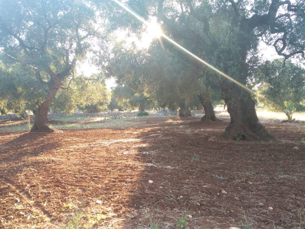 Terreno a Carovigno - Foto 3