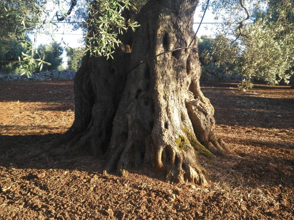 Terreno a Carovigno - Foto 4