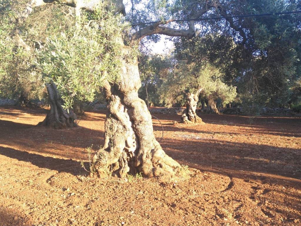 Terreno a Carovigno - Foto 5