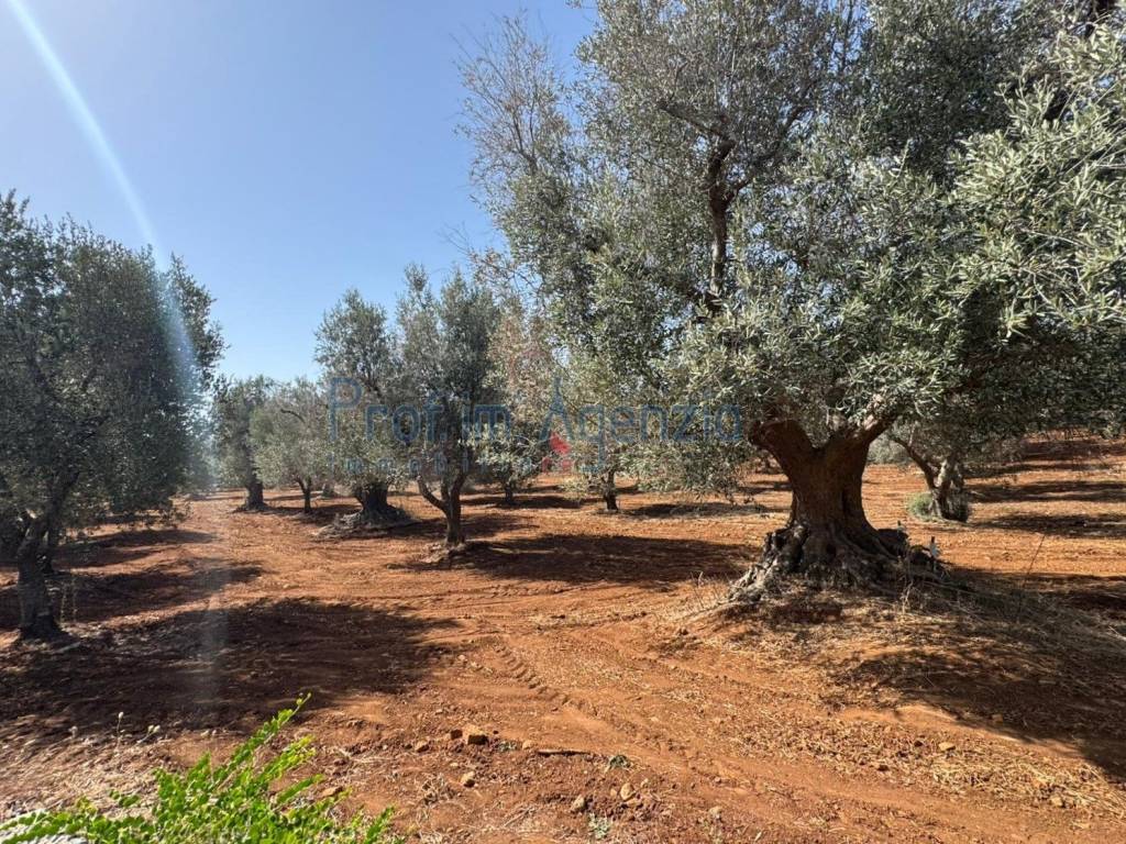 Rustico / casale a Ostuni - Foto 2