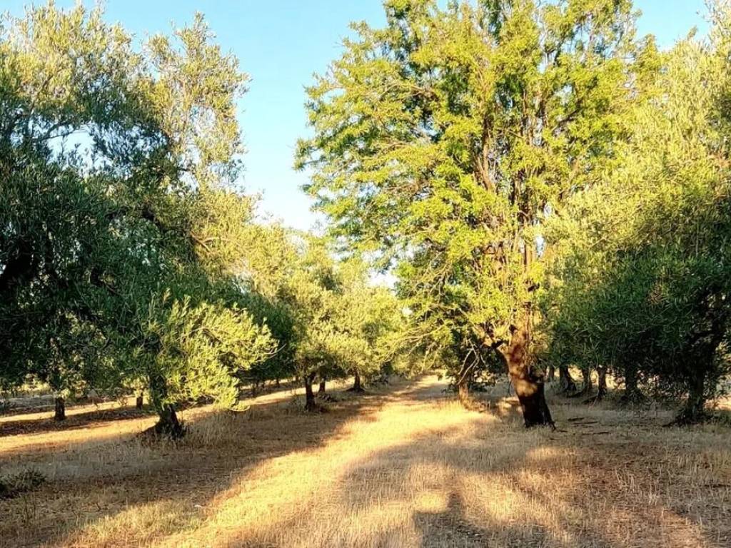 Terreno a Andria in Sp174, 1 - Foto 3