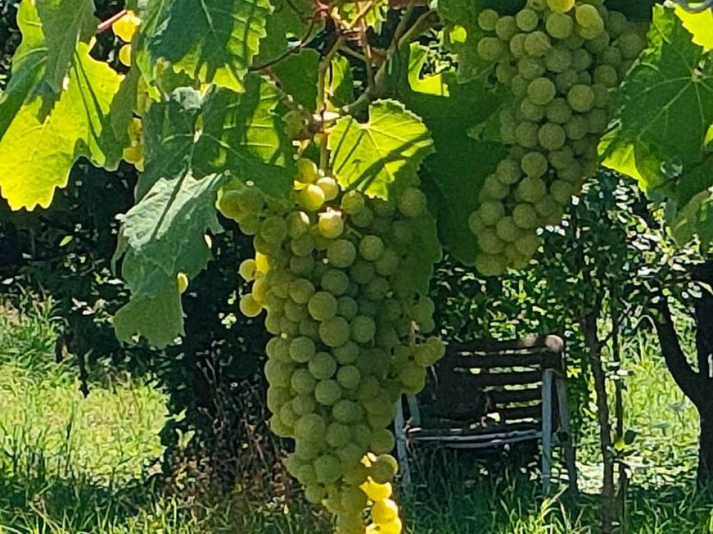 Rustico / casale a Russi - Foto 3