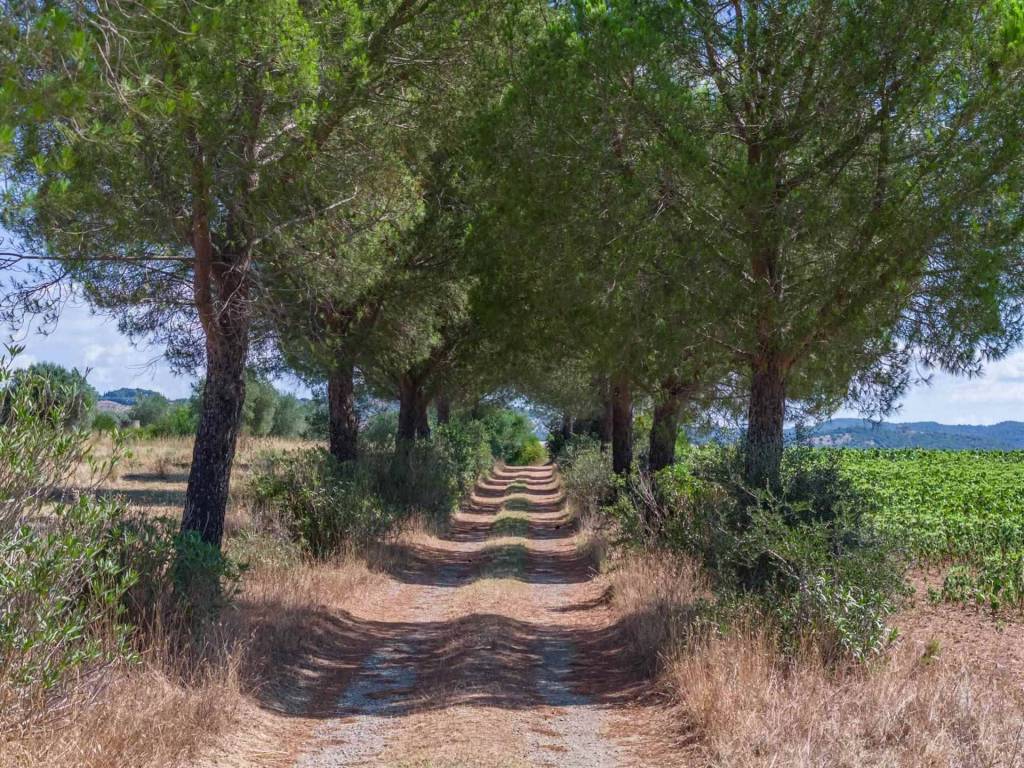 Rustico / casale a Campagnatico - Foto 5