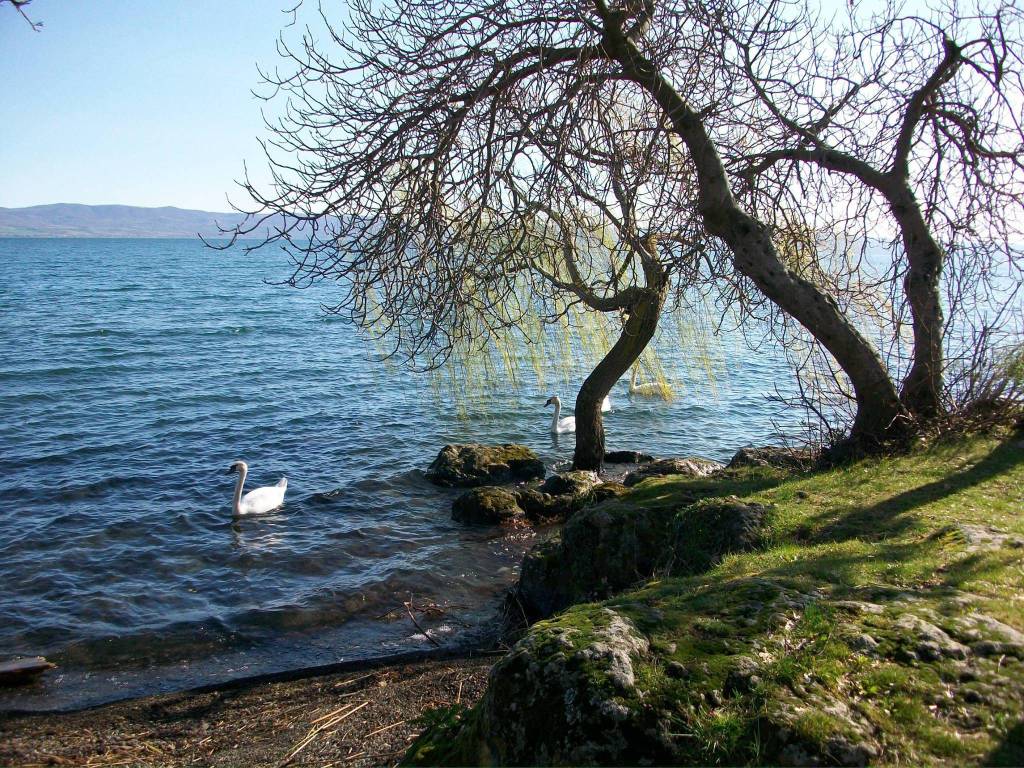 Terreno a Gradoli in Strada Provinciale Lago Bolsena - Foto 3