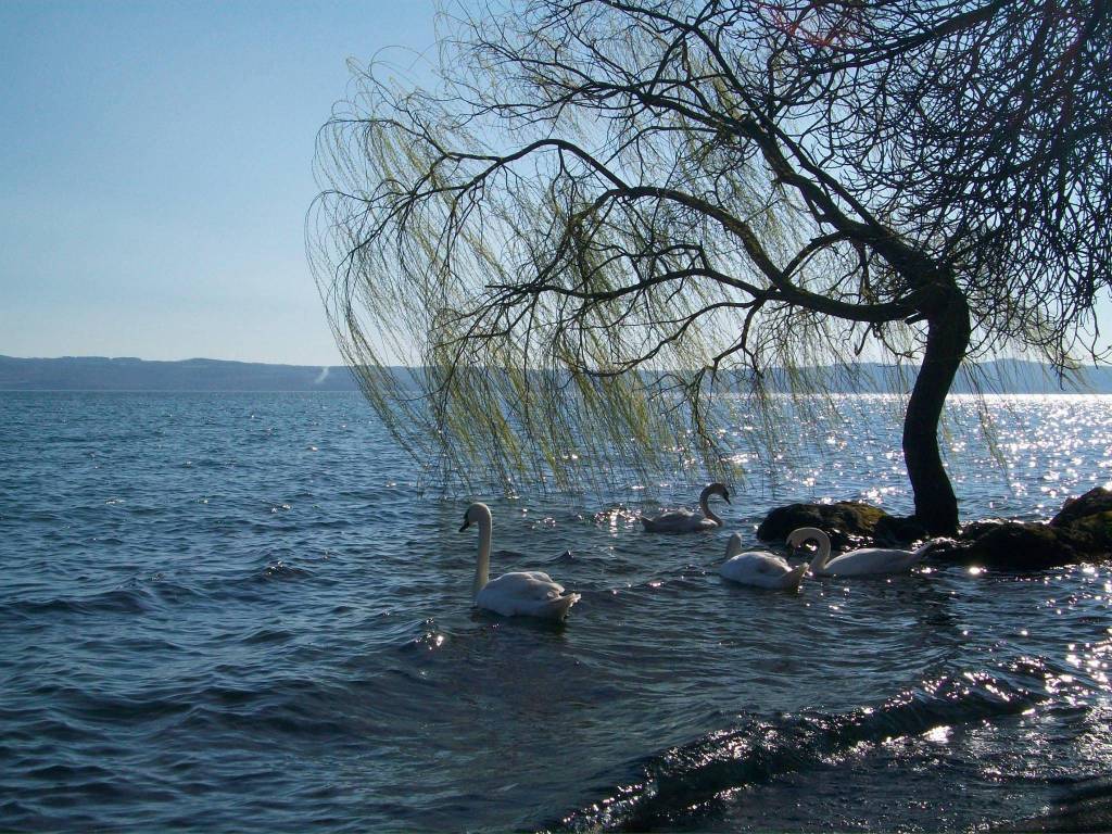 Terreno a Gradoli in Strada Provinciale Lago Bolsena - Foto 5