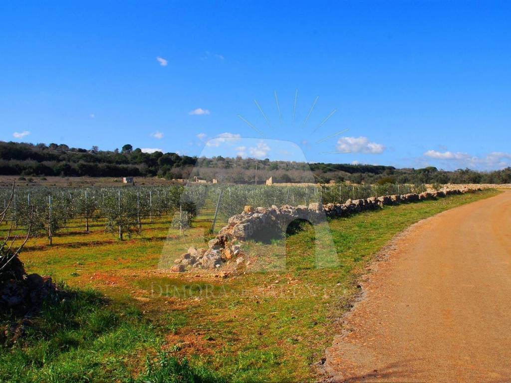 Terreno a Morciano di leuca in Strada Vicinale Salvo Barbarano - Foto 3