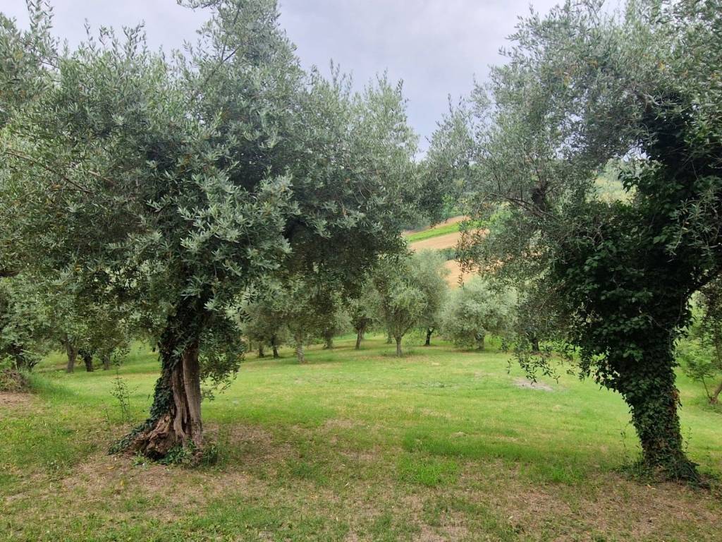 Rustico / casale a Cartoceto in Via Valle - Foto 2