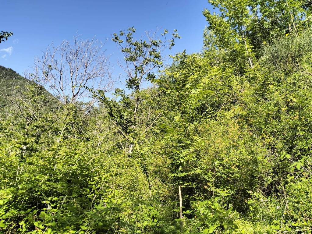 Terreno a Arrone in rosciano - Foto 2