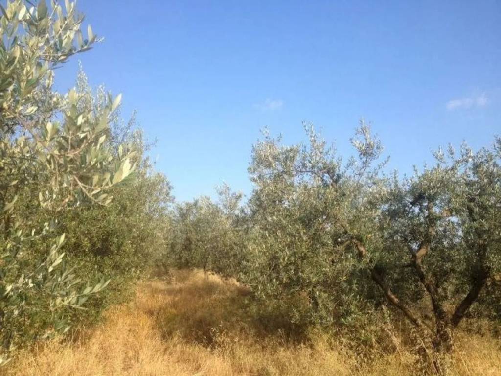 Terreno a Bucine - Foto 3
