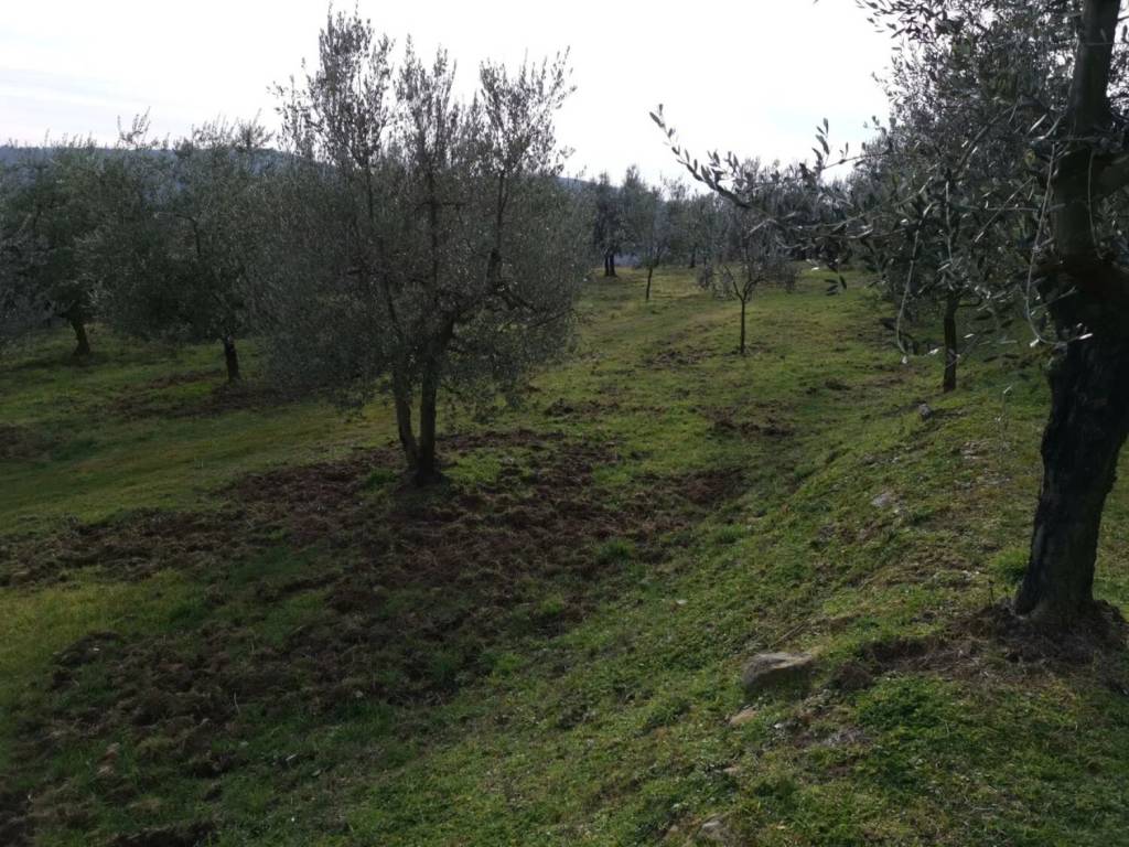 Terreno a Bucine - Foto 5