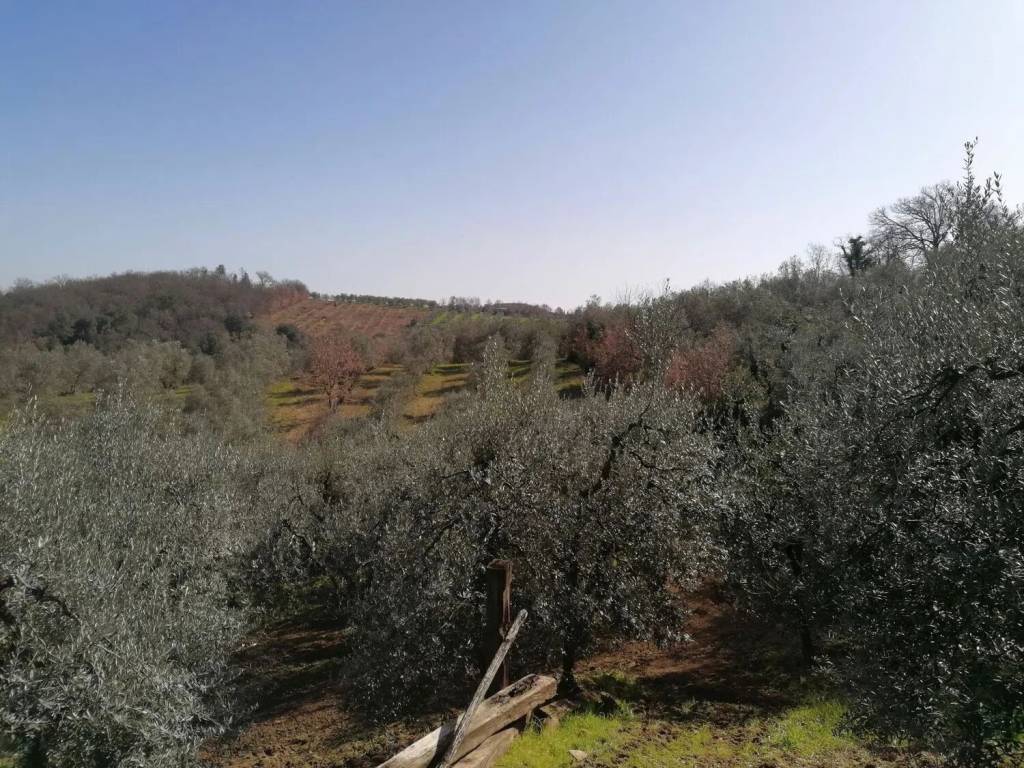 Terreno a Montevarchi - Foto 4