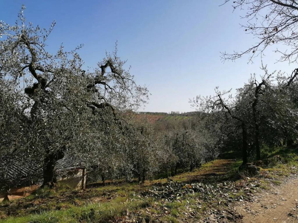 Terreno a Montevarchi - Foto 5