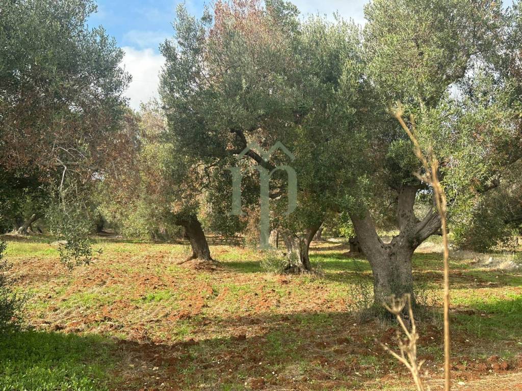 Terreno a Carovigno in Contrada Arrighi - Foto 2