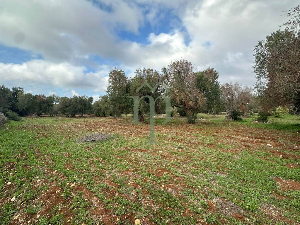 Terreno a Carovigno in Contrada Arrighi - Foto 3