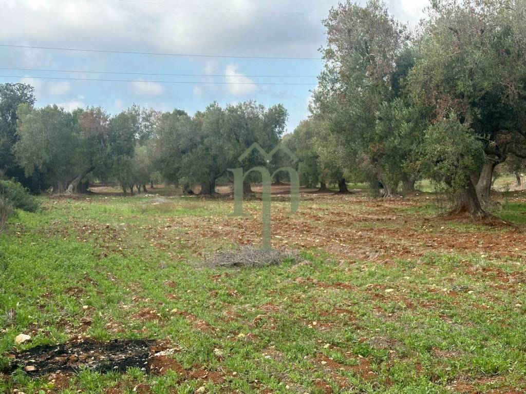 Terreno a Carovigno in Contrada Arrighi - Foto 4