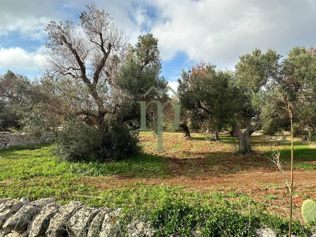 Terreno a Carovigno in Contrada Arrighi - Foto 5