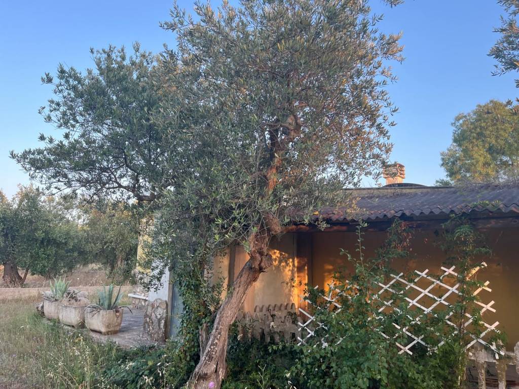 Terreno a Acquaviva delle fonti in Strada Vicinale Santa Croce - Foto 4