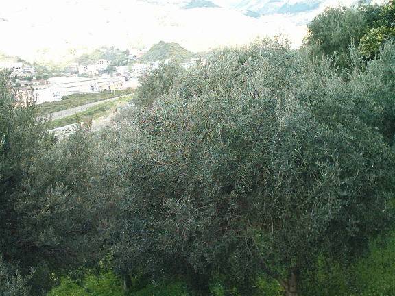 Terreno a Reggio calabria in Via San Sperato - Foto 2