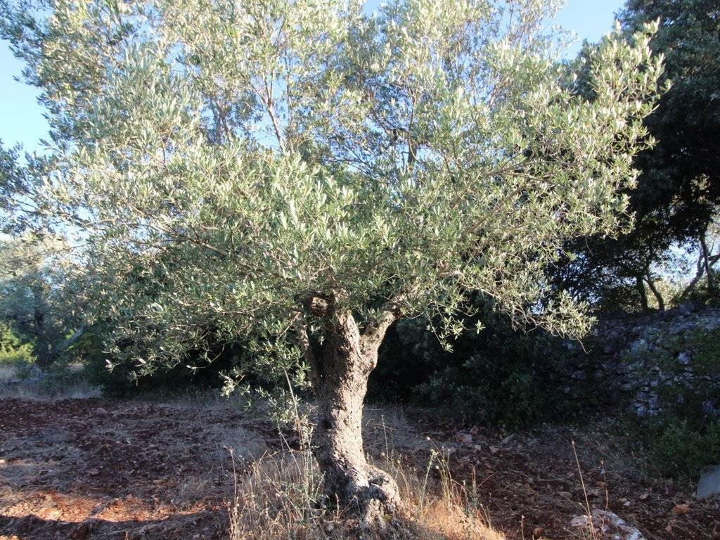 Terreno a Martina franca in Strada Conserva - Foto 2
