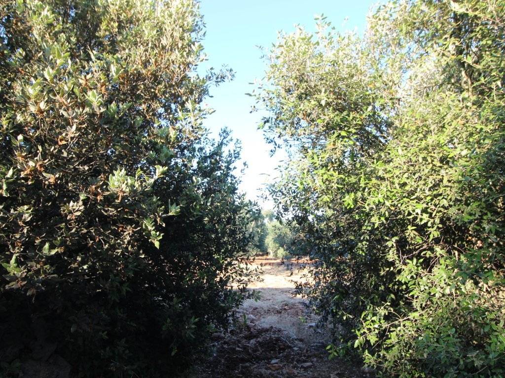 Terreno a Martina franca in Strada Conserva - Foto 5